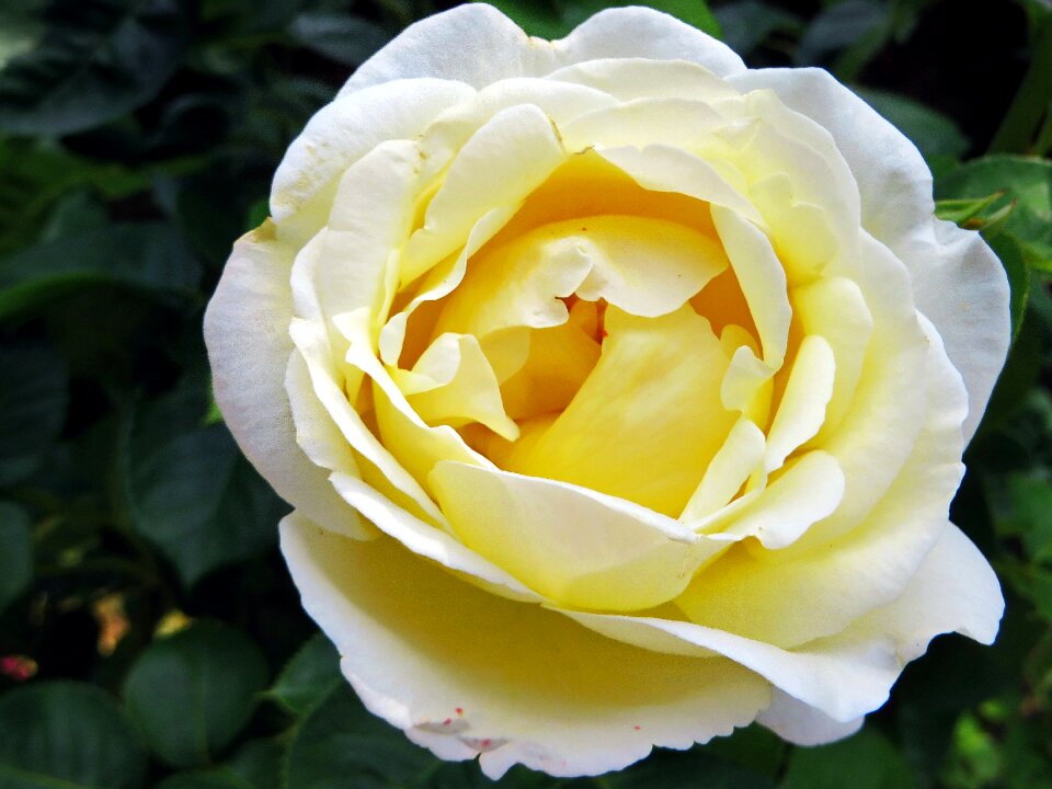 Tea rose yellow smell