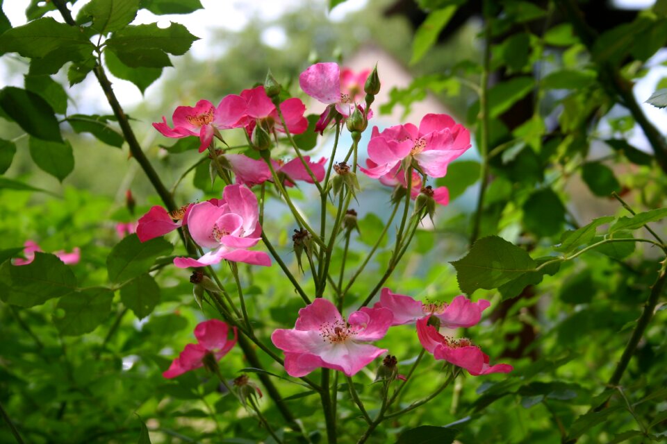 Roses garden pink flowers