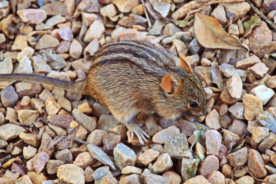 Mammal nager fauna