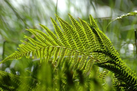 Vegetation forest foliage photo