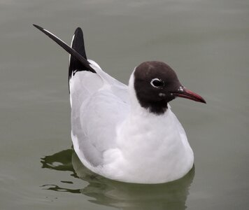 Bonaparte's wildlife nature