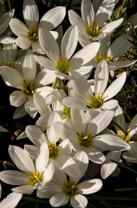 Bulb flowers floral