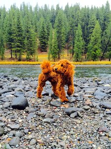 Cute dog outdoor yellowstone