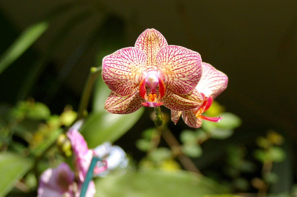Bloom tropical