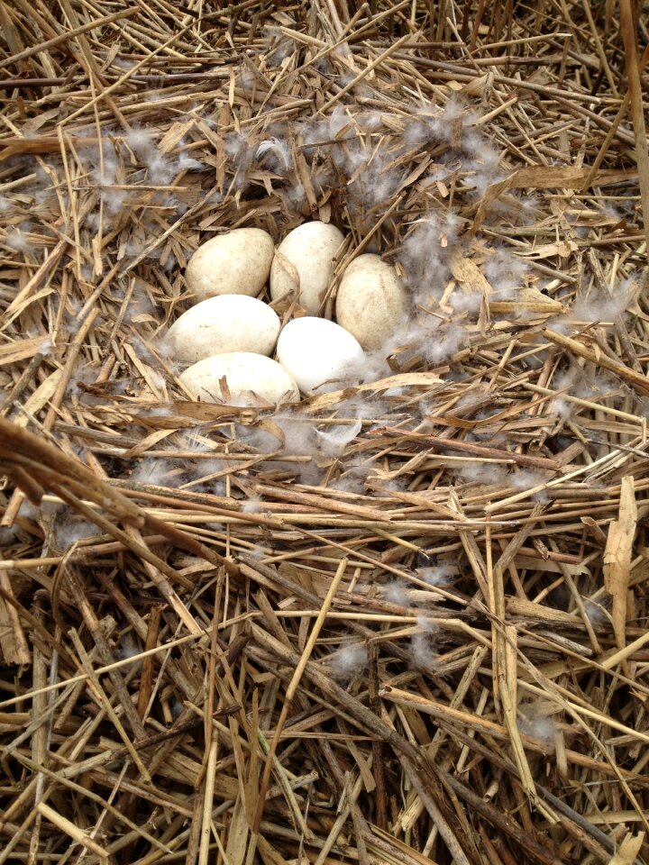 Fresh eggs nest goose eggs