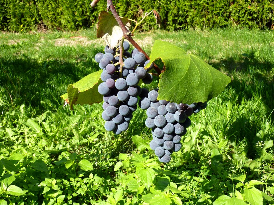 Fruit winegrowing close up