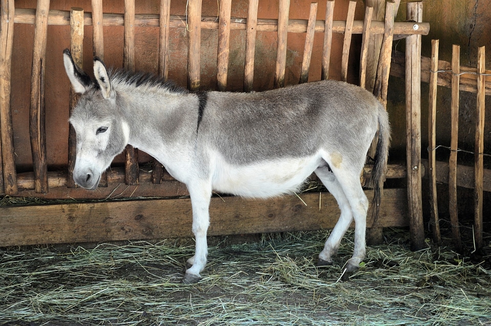 Mammal domestic mule