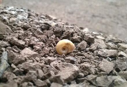 Erosion snail drought