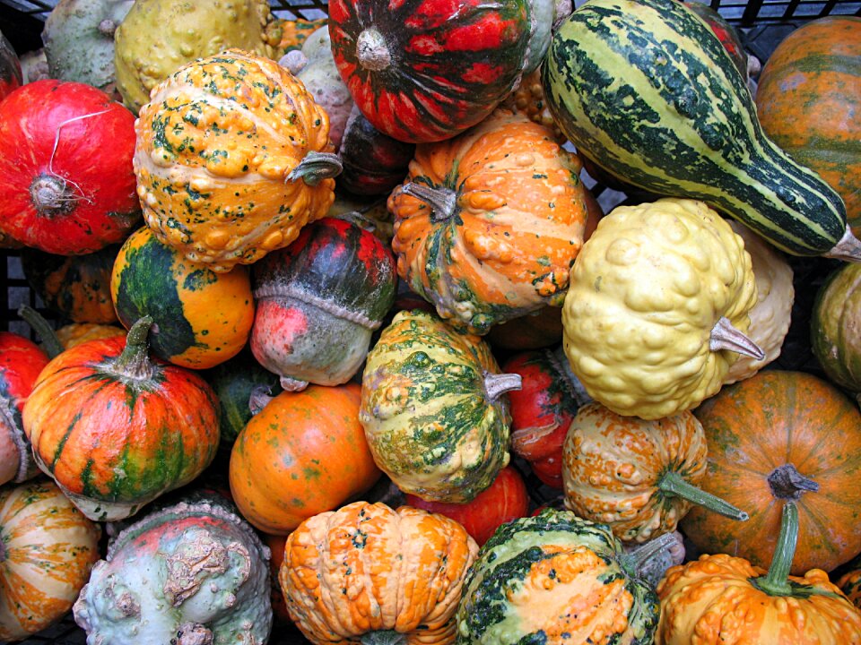 Plants decorative pumpkins