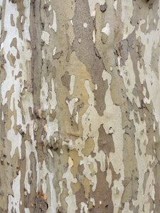 Nature trunk texture