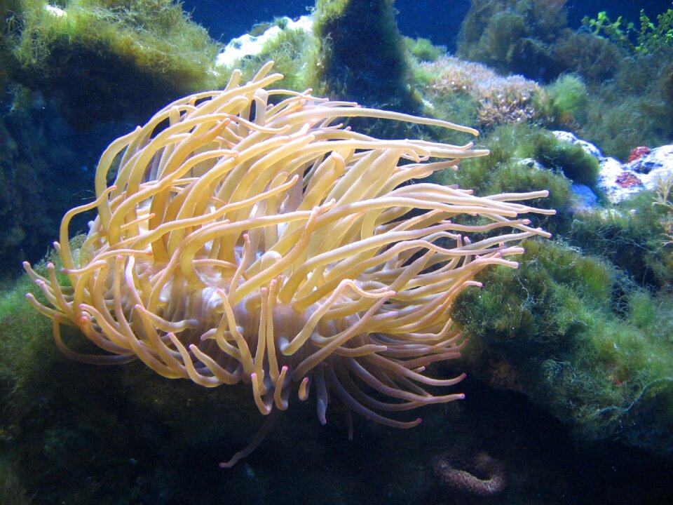 Algae plants aquarium