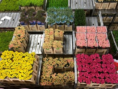 Netherlands bunch of flowers nature