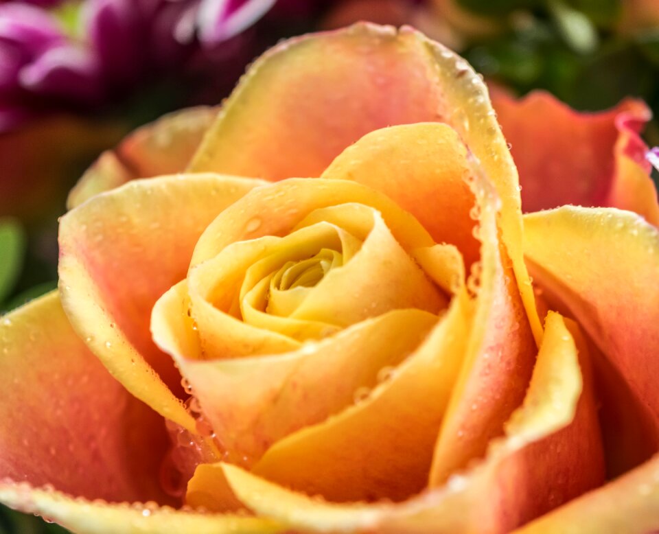 Noble fresh flower
