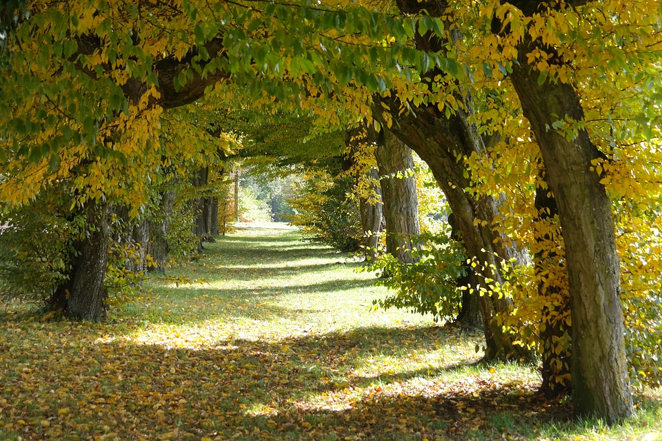 Hornbeam trees passage