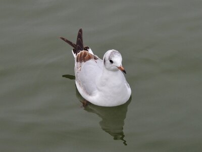 Bonaparte's wildlife nature