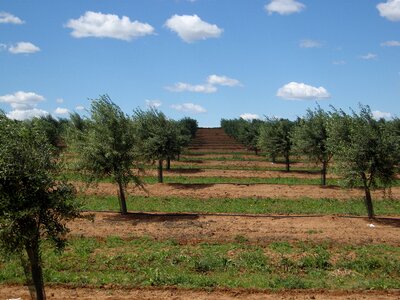 Alentejo olive grove olive tree