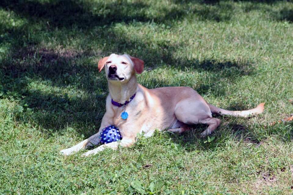 Golden retriever labrador