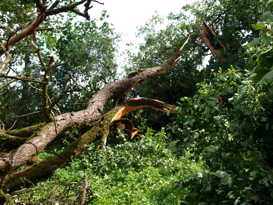 Tornado damage tree force of nature