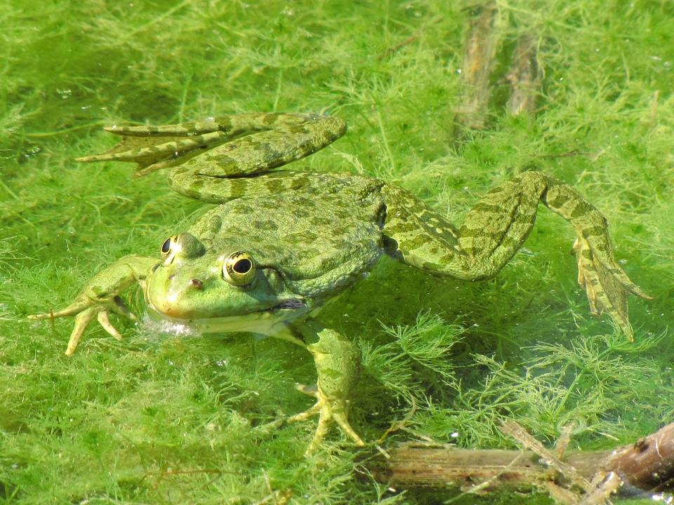 Amphibian marshes animal