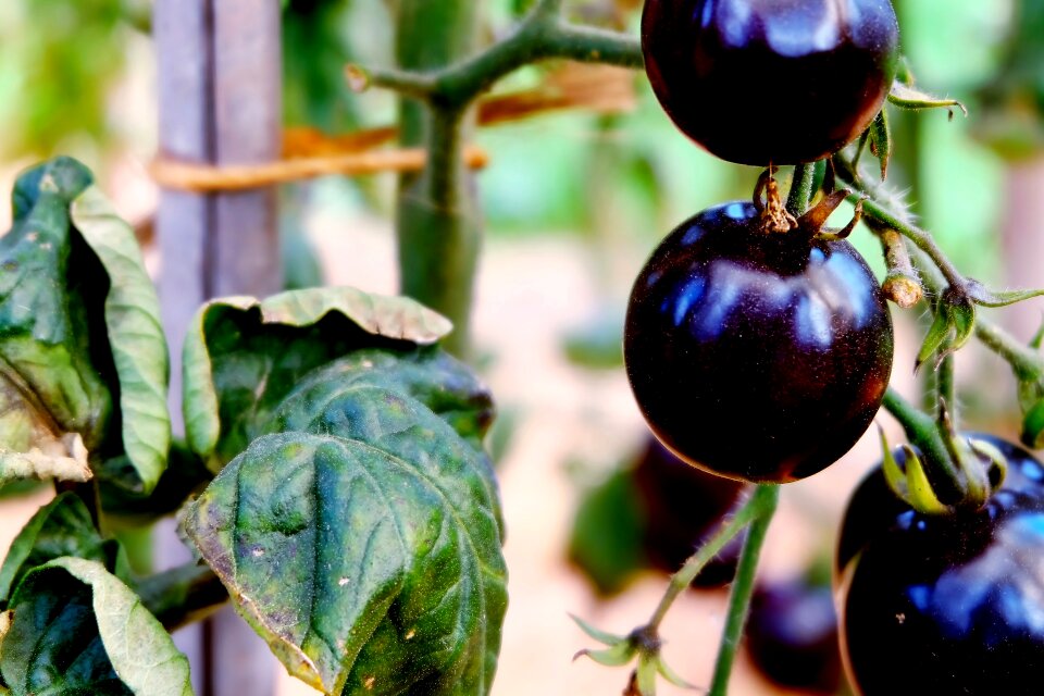 Black plant mediterranean