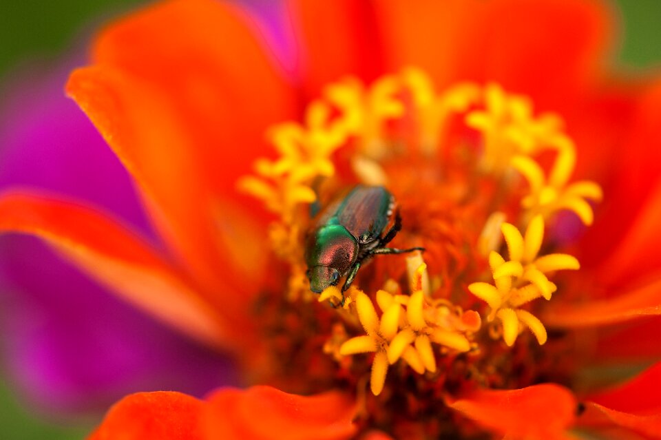 Macro insect beetle