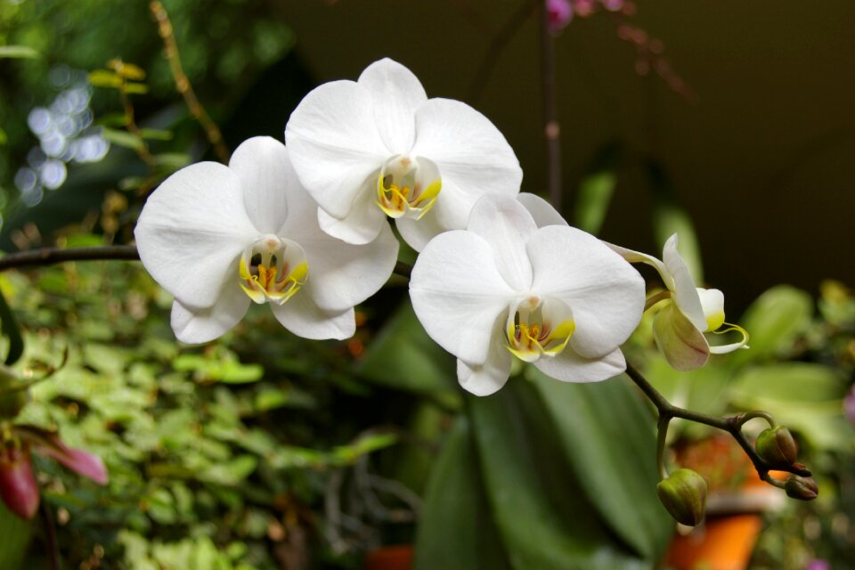 Nature bloom