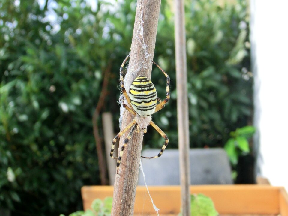 Beautiful striped exotic