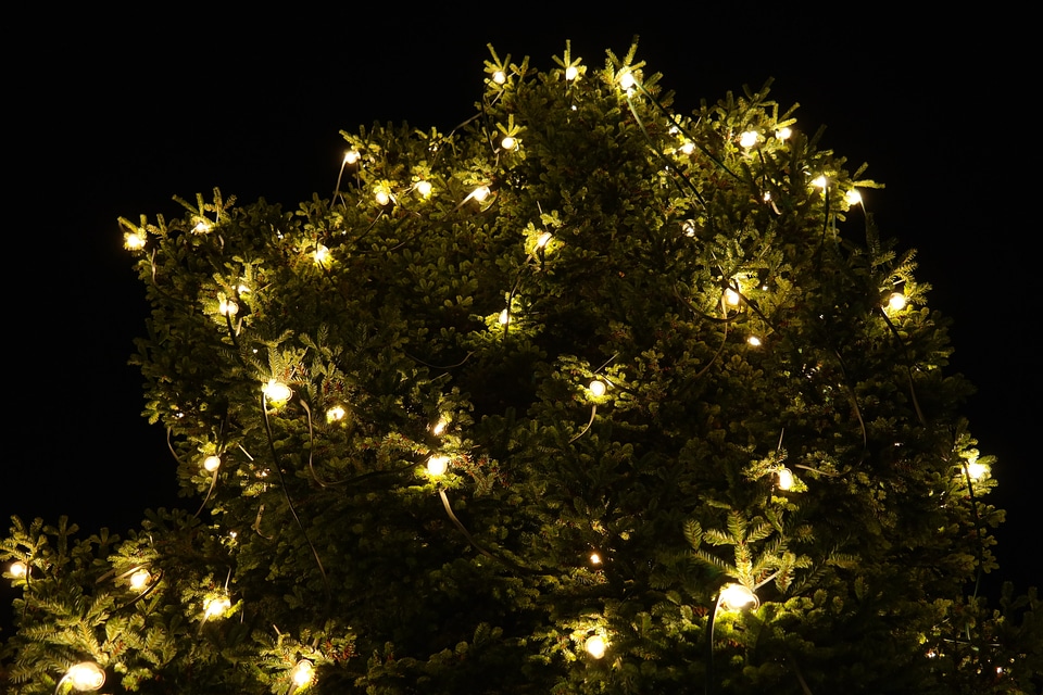 Lighting christmas tree fir tree