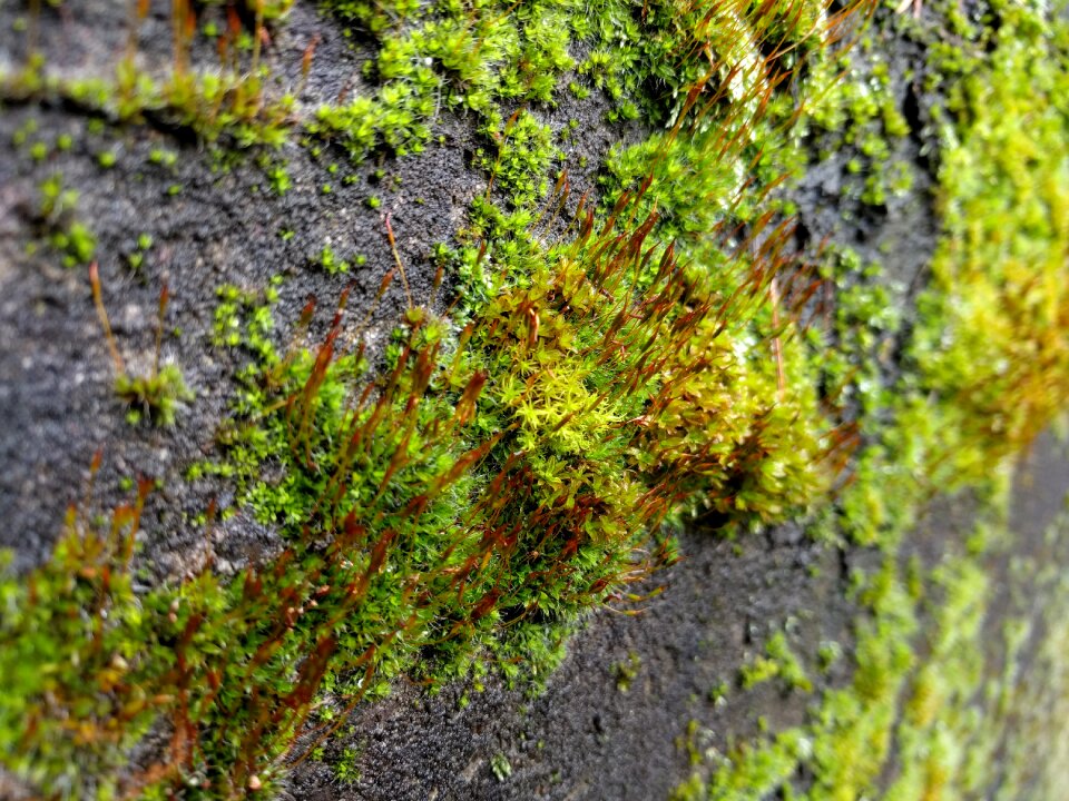 Stone nature forest