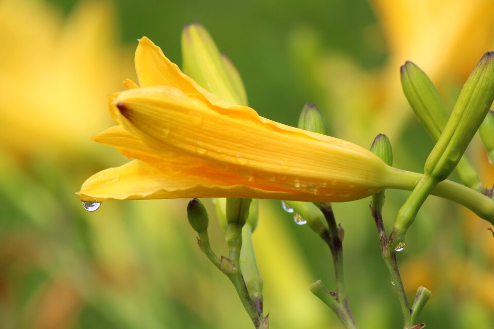 Drop of water nature blossom