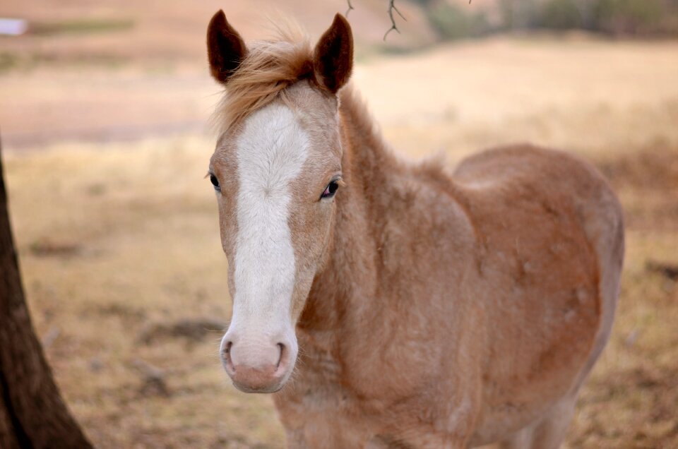 Animal horse meng chong