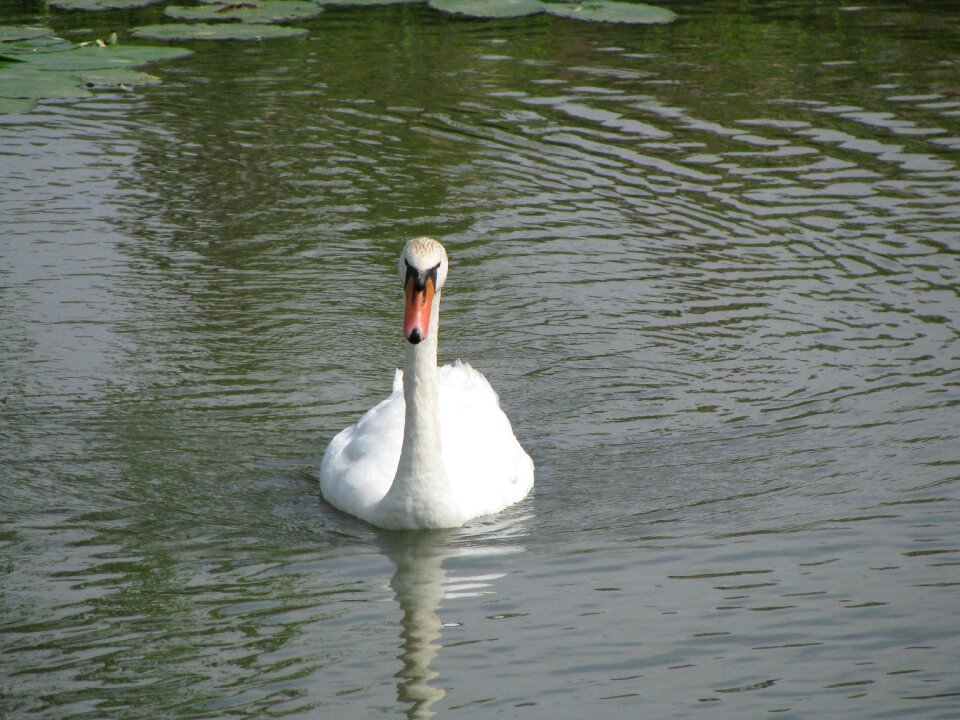 Floating feathers wildlife