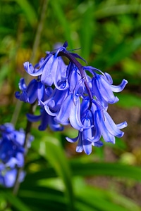 Beautiful blue purple