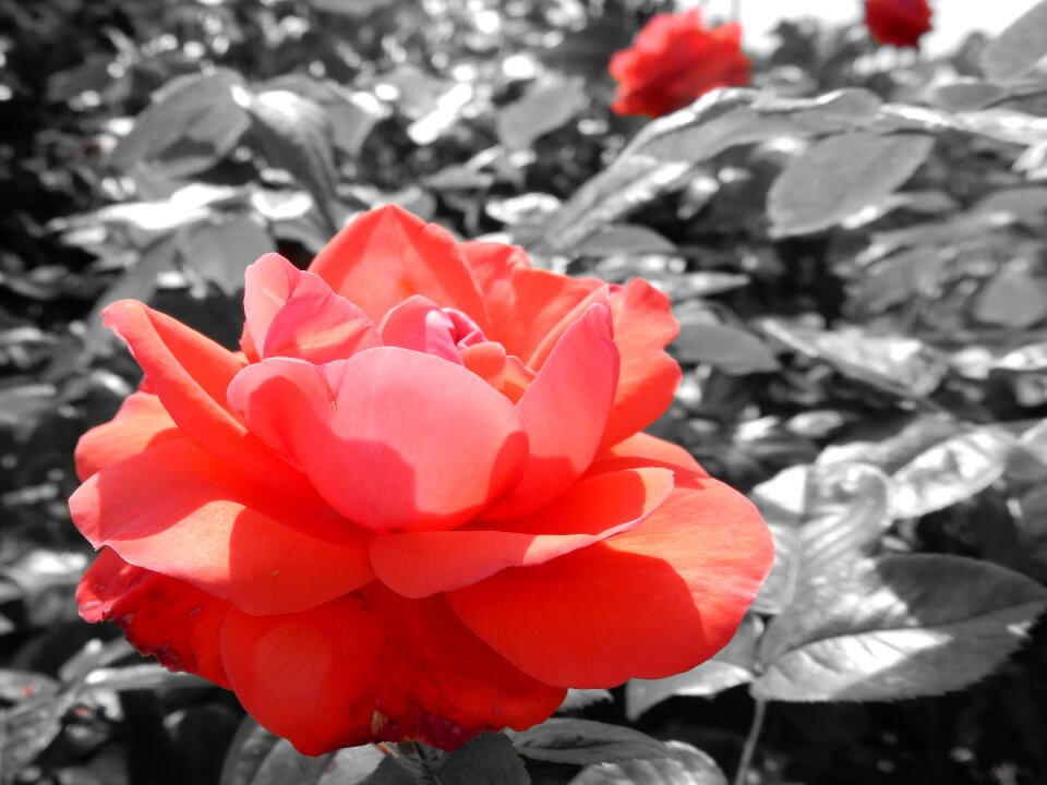 Blossom bloom nature