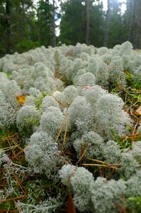 Sweden forest floor coniferous forest