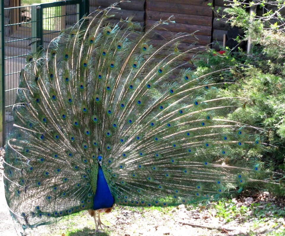 Peacock feathers courtship ritual courtship