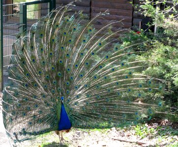 Peacock feathers courtship ritual courtship