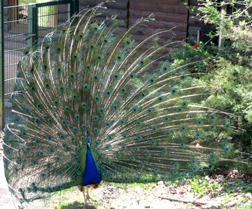 Peacock feathers courtship ritual courtship photo