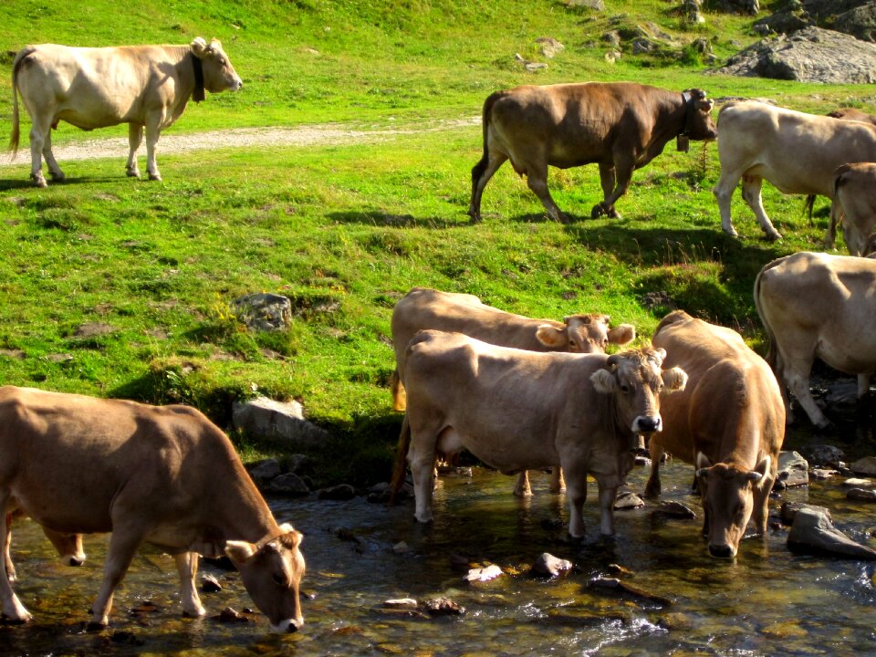 Cow pastures animals photo