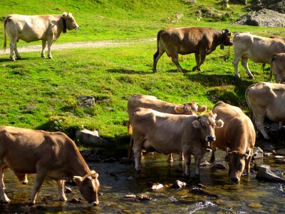 Cow pastures animals photo