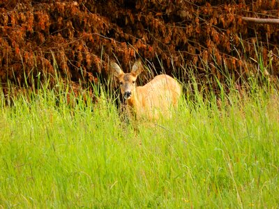 Nature mammal animal photo