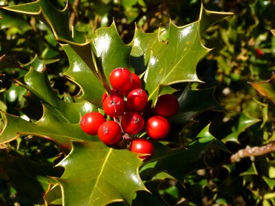 Berries mountain vegetation