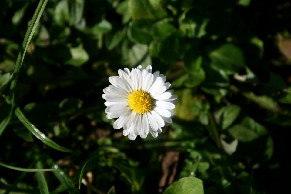 Nature close up meadow