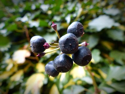 Ivy fruit fruits toxic photo
