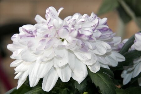White lilac spring photo