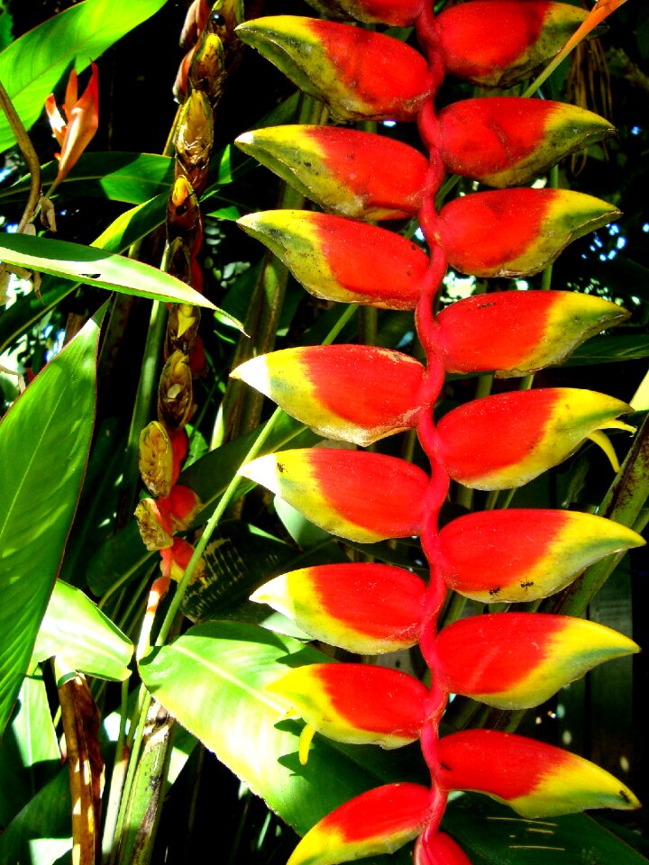 Spring green plant photo