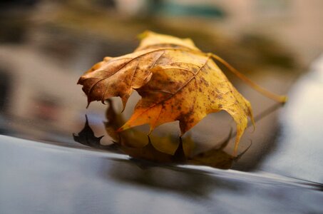 Fall foliage leaves transience