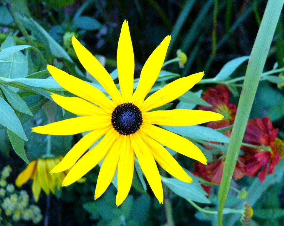 Large yellow flower