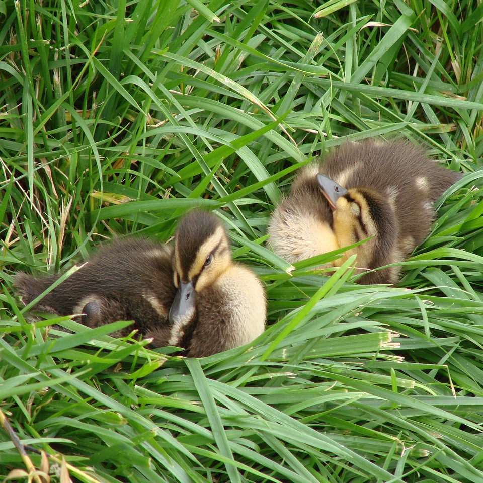 Grass cute duckling photo