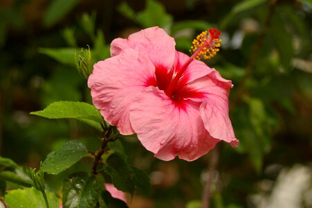 Flora pink photo